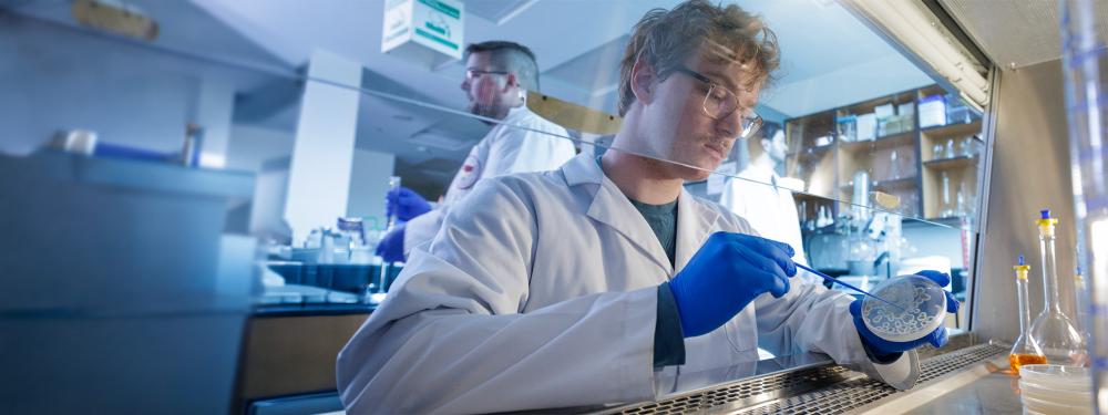 Chemistry student looking at bacteria in Petri dish
